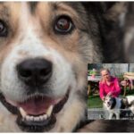 Tierschutz Hündin gerettet