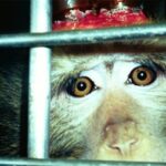 aerztegegentierversucheaffe3