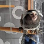 GucciPetaTitel scaled