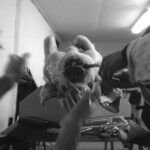 PetaSchweineAkkTitel scaled