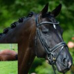 Totilas best horse everPETATitel scaled