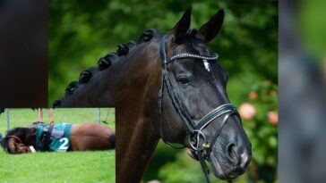 Totilas best horse everPETATitel scaled