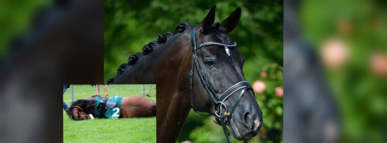 Totilas best horse everPETATitel scaled