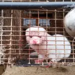 PETA Nerz2015 Pelzfarm Wisconsin USA 12 c PETA USA 5593