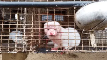 PETA Nerz2015 Pelzfarm Wisconsin USA 12 c PETA USA 5593