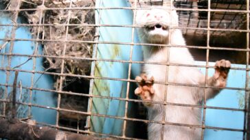 PETA Nerze Titel scaled