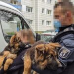 peta welpenhandeltitel scaled