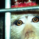 aerztegegentierversucheaffeTitel