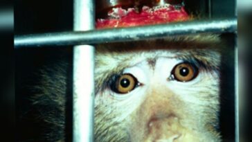 aerztegegentierversucheaffeTitel