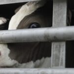 peta tiertransport titel scaled