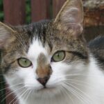 peta katze titel