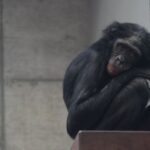 petamenschenaffetitel