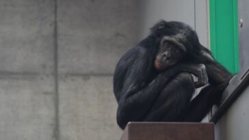 petamenschenaffetitel