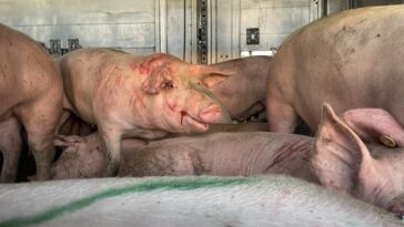 petaSchweinetransport