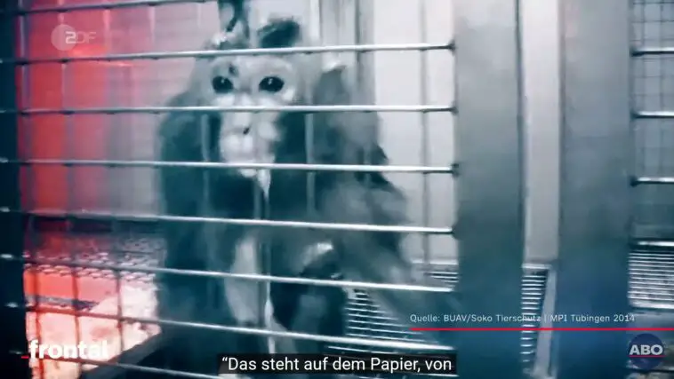 TierversuchAffeFrontal