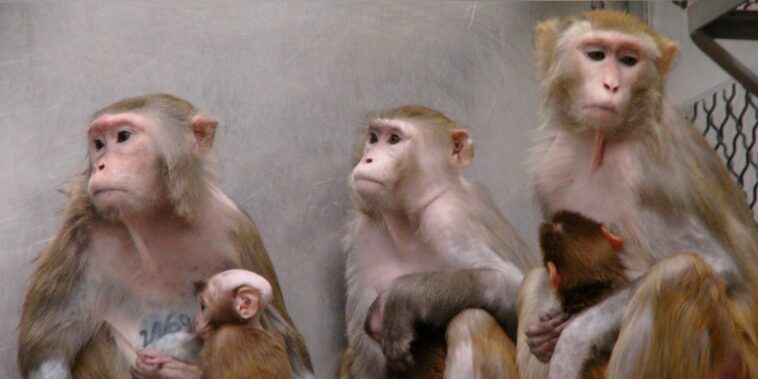 Tierversuche Affen NIH USA DSC00131 freie Nutzung 3317