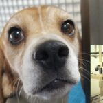 PETA Tierversuche HundAffeTitel