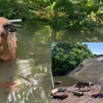 Peta ukraineDammTitel