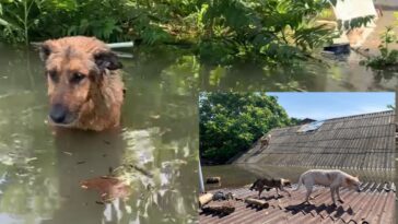 Peta ukraineDammTitel