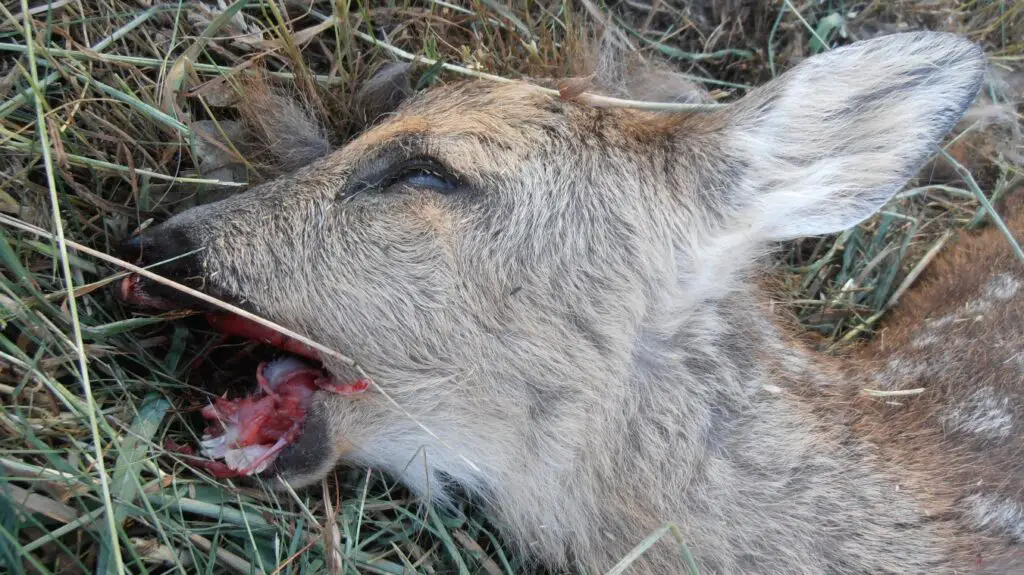 PETA JagdRehkitz
