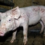 TierschutzbueroSchwein1