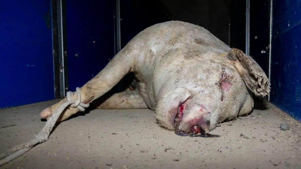 TierschutzbueroSchwein2