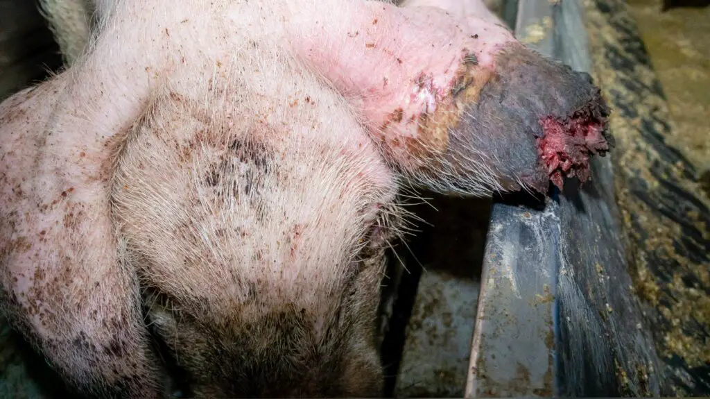 TierschutzbueroSchwein3