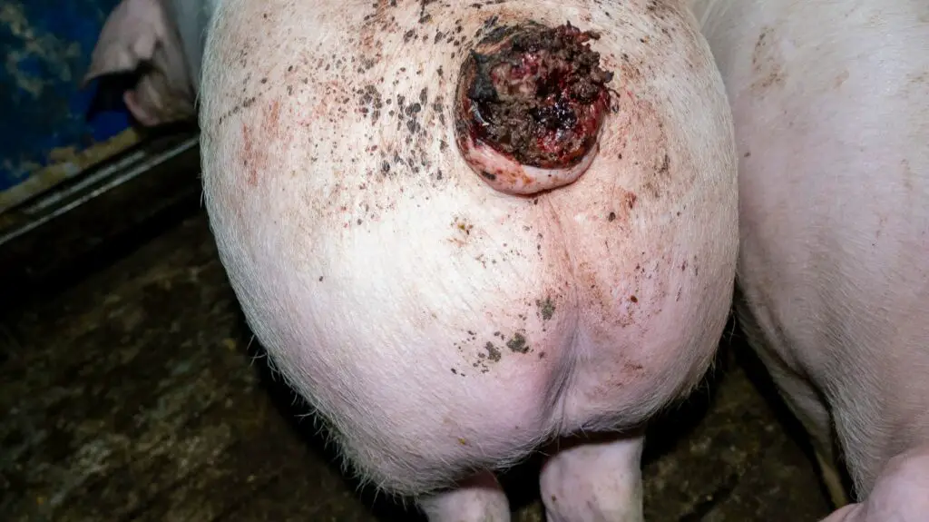 TierschutzbueroSchwein4