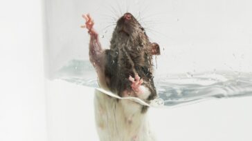 TierversuchRatteAegT