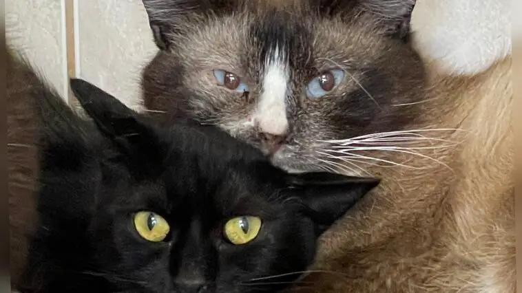 PETA Katze Quarantaene Ungarn 6 c PETA D
