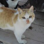 PETA Verwilderte Katze c PETA D