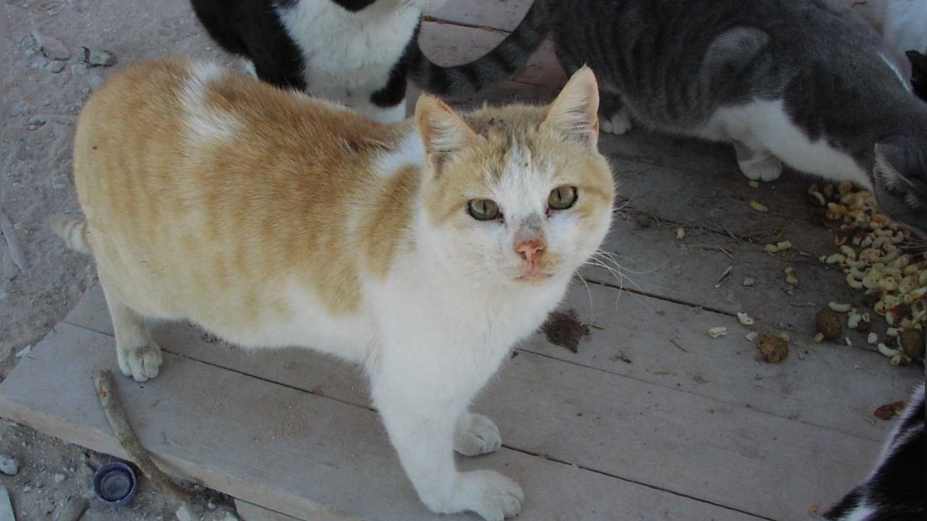 PETA Verwilderte Katze c PETA D