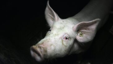 Tierschutzbuero Schweinemast Weglage.00 04 43 21.Standbild008 Titel 1