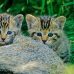 bund junge wildkatzen thomas stephan