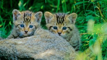 bund junge wildkatzen thomas stephan