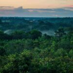 wwf waelder amazonas regenwald kolumbien WW2134856 c luis barreto wwf uk scaled