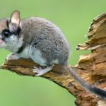 BUNDgartenschlaeferJiriBohdal