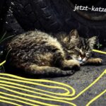 tierschutzbundkatzeTitel