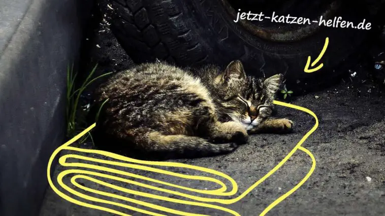 tierschutzbundkatzeTitel