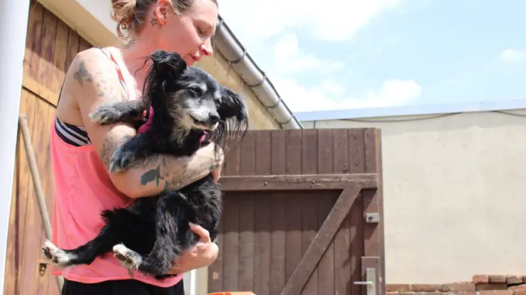 Tierschutzpreis Hundesenioren Hospiz 1