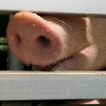 Peta Schwein 2021 05 09 Schweinetransport Schlachthof Mannheim Standbild 05 c PETA D