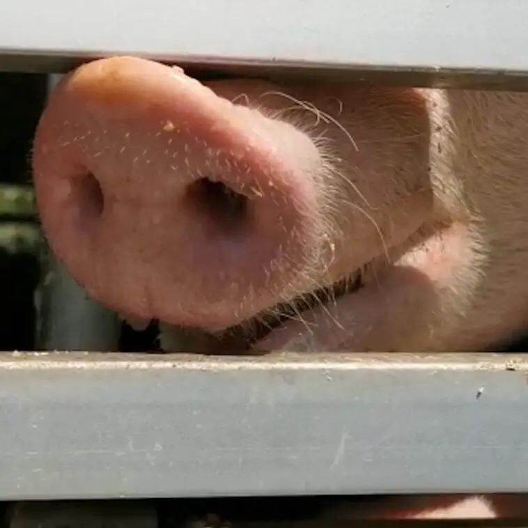 Peta Schwein 2021 05 09 Schweinetransport Schlachthof Mannheim Standbild 05 c PETA D