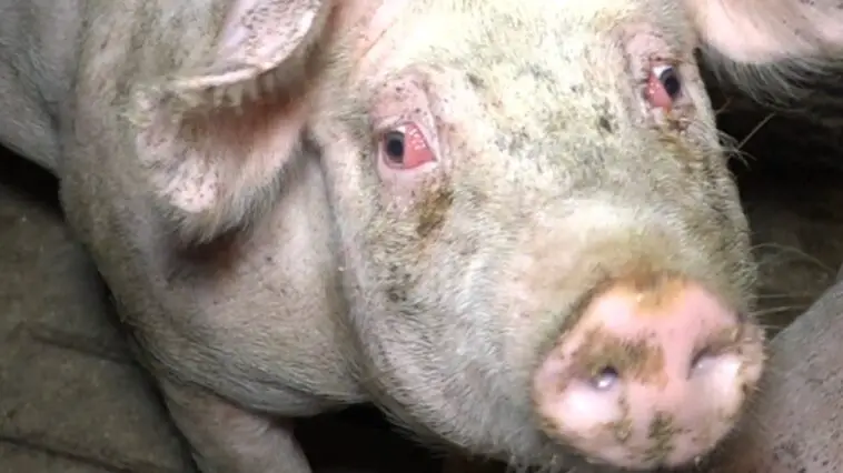 Peta Schwein3