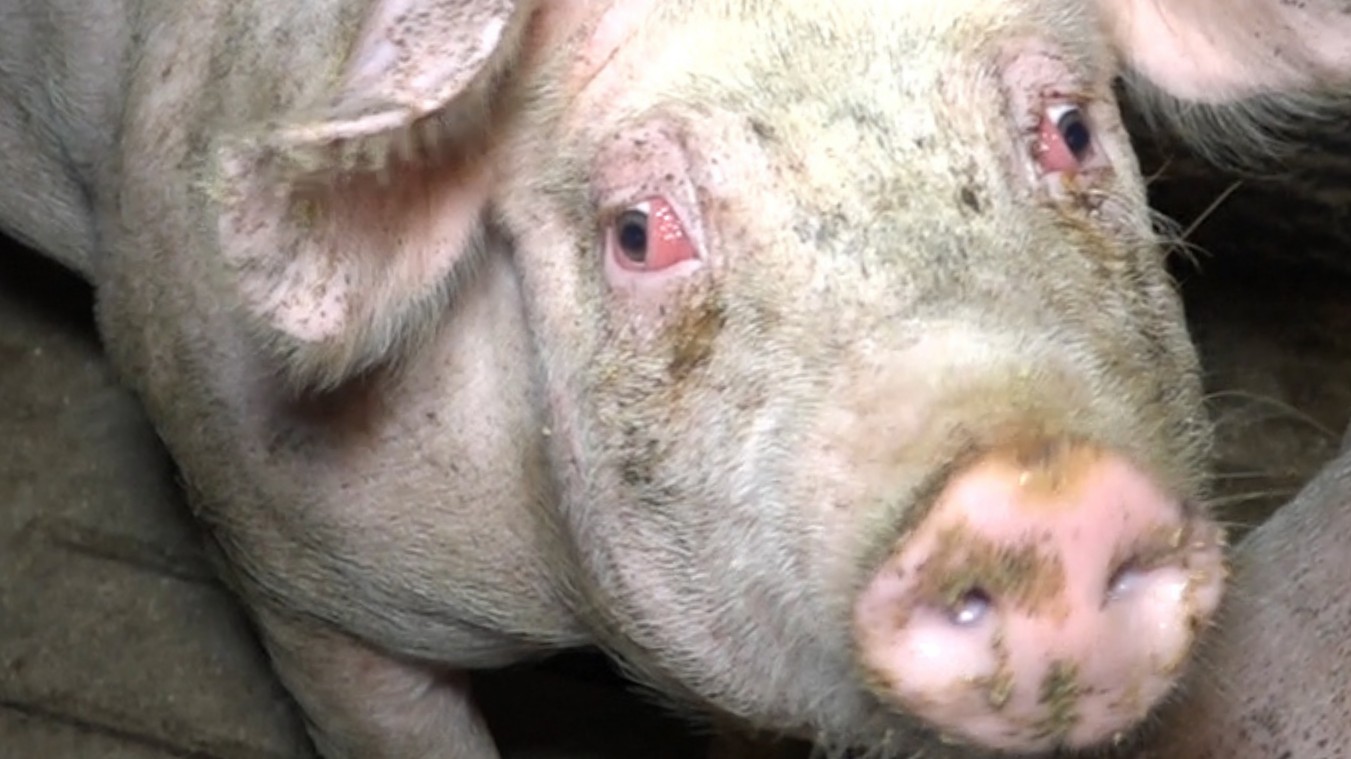 Peta Schwein3