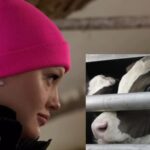 peta Tiertransport CheyenneOchsenknechtTitel