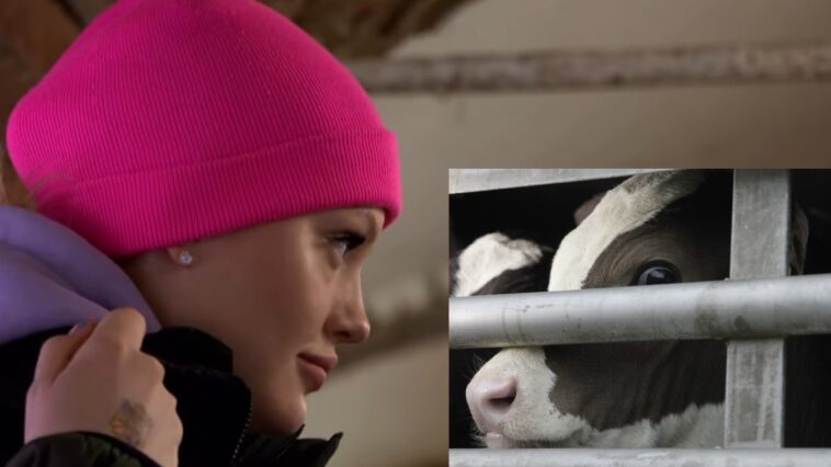 peta Tiertransport CheyenneOchsenknechtTitel