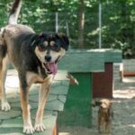 TierschutzbundStrassenhundSmeura