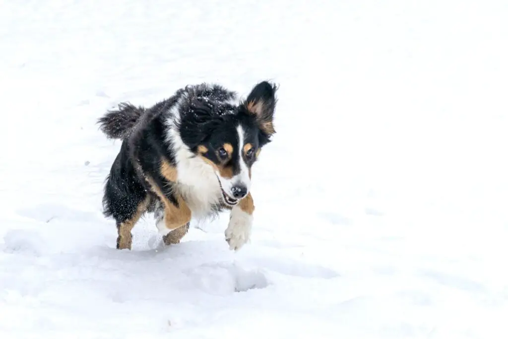 TierschutzbundHund Winter c Axel Nees 6