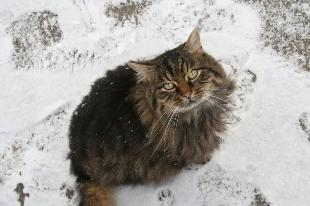 TierschutzbundKatze im Schnee c Rainer Herrmann