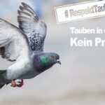Tierschutzbund Stadttaube